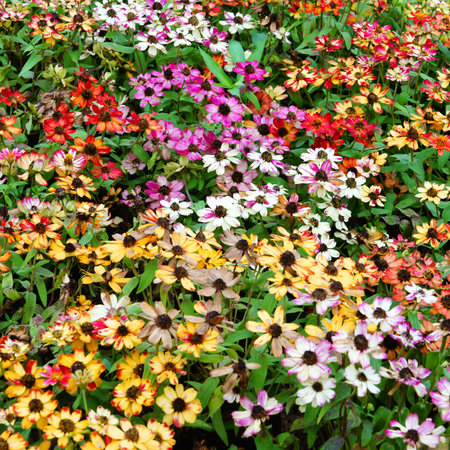 Background from garden flowersの写真素材