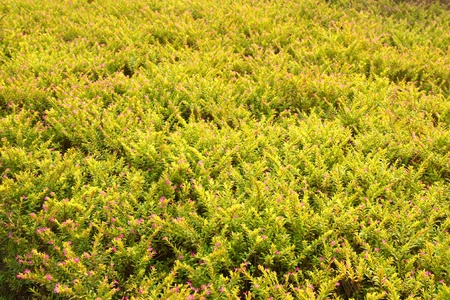 flower green grass plant natural backgroundの写真素材