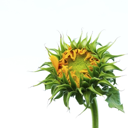 Budding Sunflower on white isolateの写真素材