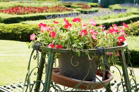 Flowerpot flower on gardenの写真素材