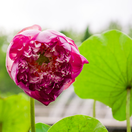 pink lotusの写真素材