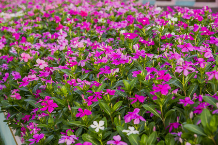 coloful flowerの写真素材