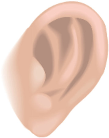 Body parts ear. An illustration of a human ear, no meshes usedのイラスト素材