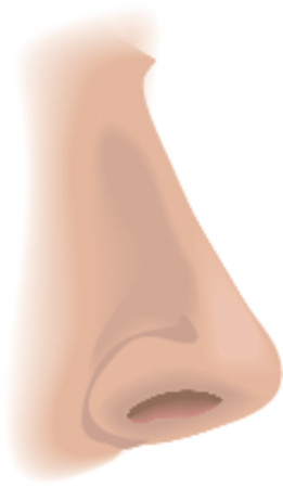 Body parts nose. An illustration of a human nose, no meshes usedのイラスト素材