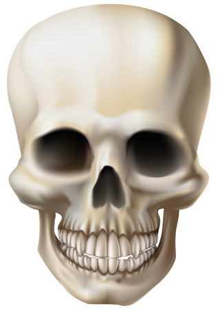 An illustration of a human skullのイラスト素材