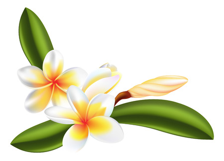 illustration of beautiful frangipani or plumeria flowersのイラスト素材