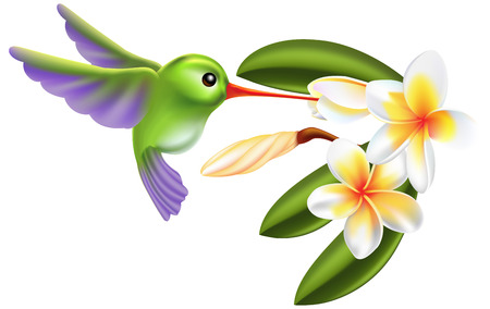 Illustration of a humming bird and flowersのイラスト素材