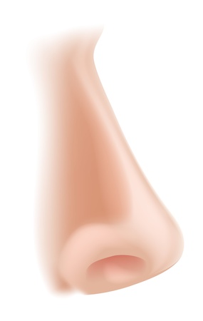 An illustration of a human nose body part, could represent smell in the five sensesのイラスト素材