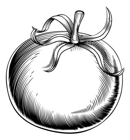 A vintage retro woodcut print or etching style tomato illustrationのイラスト素材
