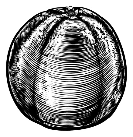 An original illustration of an orange fruit in a vintage woodcut or woodblock styleのイラスト素材