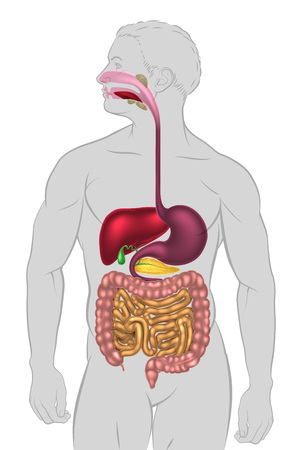 An illustration of the human digestive system, digestive tract or alimentary canalのイラスト素材