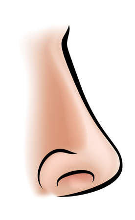 An illustration of a human nose body partのイラスト素材