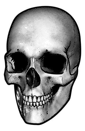 A drawing of a human skull in a vintage retro woodcut etched or engraved styleのイラスト素材
