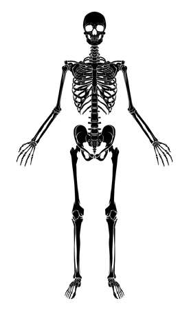 Human Anatomy Skeletonのイラスト素材