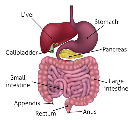 小腸 の写真素材 イメージマート