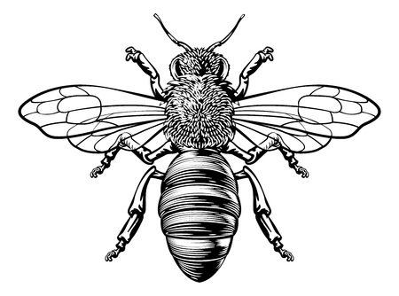 A honey bumble bee or bumblebee in a woodcut drawing vintage style のイラスト素材