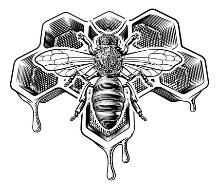 Honey Bumble Bee and Honeycomb Vintage Drawingのイラスト素材