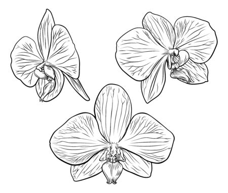 Orchid Flower Woodcut Etchingのイラスト素材