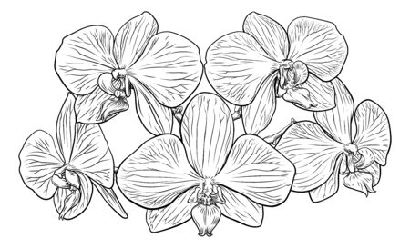Orchid Flower Woodcut Etchingのイラスト素材