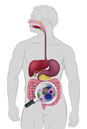 Gut Bacteria Digestive System Probiotic Floraのイラスト素材