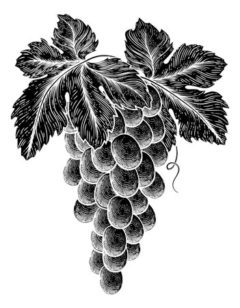 Bunch Of Grapes On Vine With Leavesのイラスト素材