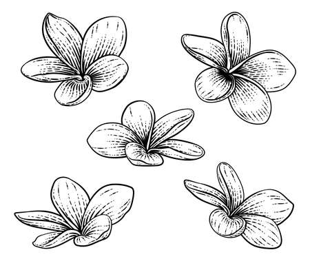 Plumeria Frangipani Tropical Bali Flower Etchingのイラスト素材