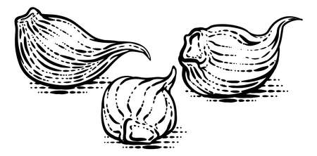 Garlic Vegetable Vintage Woodcut Illustrationのイラスト素材