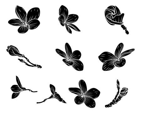 Plumeria Frangipani Bali Flowers Vintage Woodcutのイラスト素材