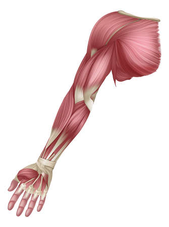 Arm Muscles Human Muscle Medical Anatomy Diagramのイラスト素材