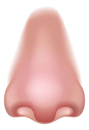 Nose Five Senses Human Body Part Sense Organ Iconのイラスト素材