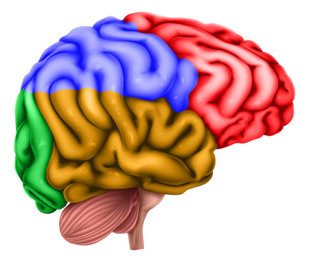 Human Brain Regions Lobes Anatomy Illustrationのイラスト素材