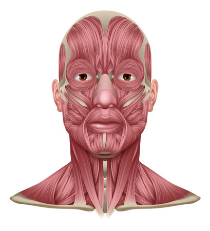 Face and Neck Muscles Medical Anatomy Diagramのイラスト素材