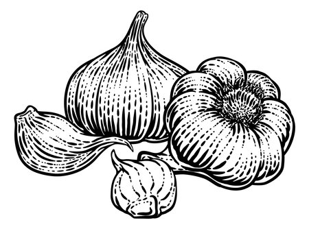 Garlic Vegetable Vintage Woodcut Illustrationのイラスト素材