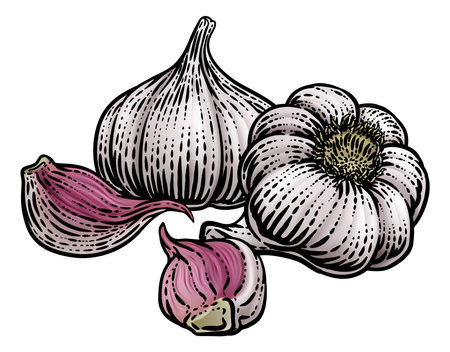 Garlic Vegetable Vintage Woodcut Illustrationのイラスト素材