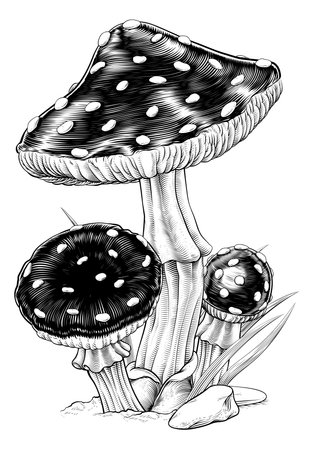 Mushrooms Toadstools Vintage Engraved Woodcutのイラスト素材