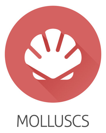 Seashell Shell Clam Mollusc Seafood Food Iconのイラスト素材