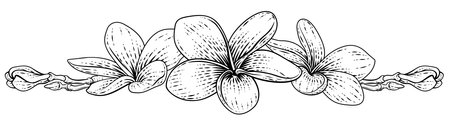 Plumeria Frangipani Tropical Bali Flower Woodcutのイラスト素材