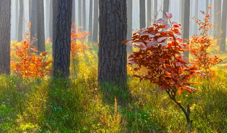 Fog and shadows in the forestの写真素材