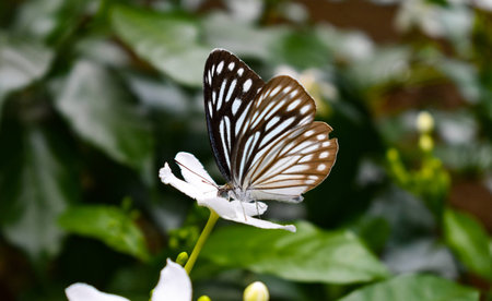 Butterfly Sitting On A Flowerの写真素材