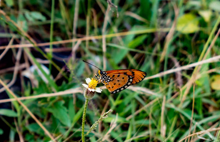 Beautiful Butterfly