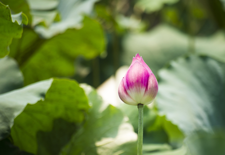 pink lotus buds flower with blur lotus leaf backgroundの写真素材