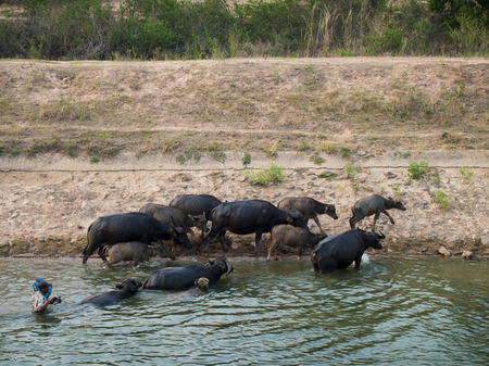 buffalo swimming in canalの写真素材