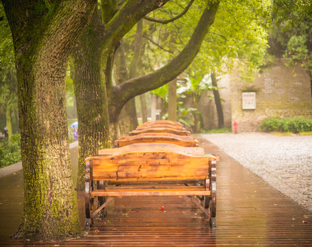 ?benches under trees on rainy dayの写真素材
