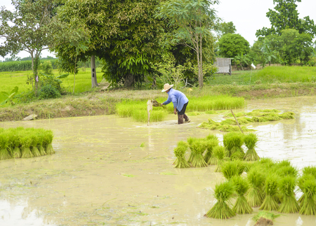 Asian farmer was soaked with water and mud to be prepared seedling of rice to planting, moving.の写真素材