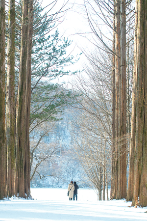 A couple standing together between tall trees in winterの写真素材