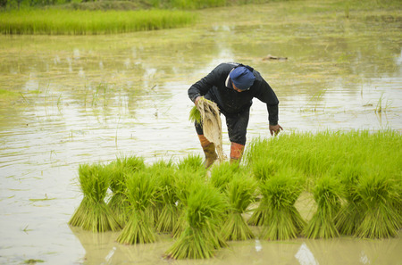 Asian farmer was soaked with water and mud to be prepared seedling of rice to planting, moving.の写真素材