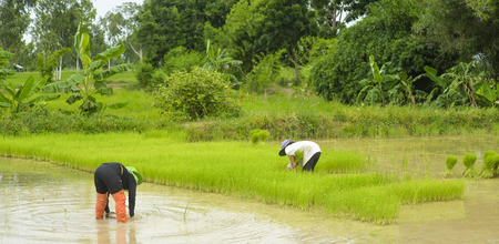 Asian farmers are fishing in a rice field and collecting seedling of rice to planting.の写真素材