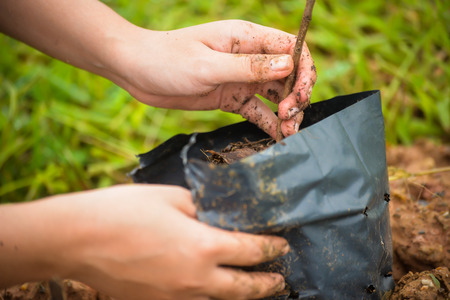 Selective focus on left hand plantintgt seedling tree..の写真素材