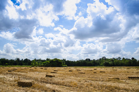 Pressed Straw bale left of harvest lying on a field  with blue sky
