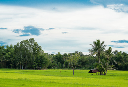 Natural Thai rice field with farmer's hut under coconut tree on the right, look from the angle of sightの写真素材